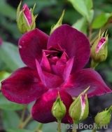 Burgundy Ice Burgundy Ice