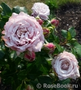 Kordes' Rosenfaszination ® Kordes' Rosenfaszination ®
