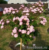 Heavenly Pink Heavenly Pink