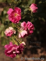 Dorothy Perkins Dorothy Perkins