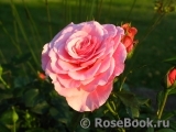 Tickled Pink Tickled Pink