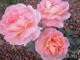 Rosemary Harkness Rosemary Harkness