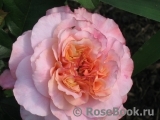 Augusta Luise Augusta Luise