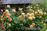Crown Princess Margareta® Crown Princess Margareta®