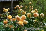 Crown Princess Margareta® Crown Princess Margareta®