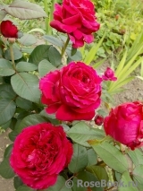 Rose des 4 Vents Rose des 4 Vents