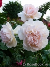 Chandos Beauty Chandos Beauty
