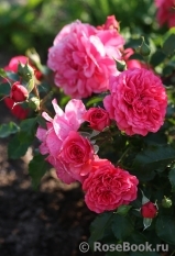 Rosarium Uetersen Rosarium Uetersen