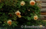 Apricot Sky ® Apricot Sky ®