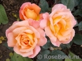 Rosemary Harkness Rosemary Harkness