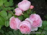 The Alnwick Rose The Alnwick Rose