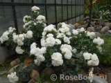 White Meidiland White Meidiland