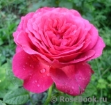 Johann Wolfgang von Goethe Rose® Johann Wolfgang von Goethe Rose®