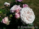 Kordes' Rosenfaszination ® Kordes' Rosenfaszination ®