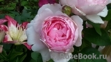 The Wedgwood Rose The Wedgwood Rose