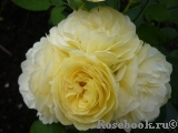 Golden Border Golden Border