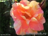 Sorbet Fruite Sorbet Fruite