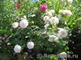 Morden Blush Morden Blush