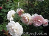Morden Blush Morden Blush