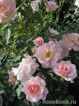 Morden Blush Morden Blush