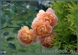 Lady of Shalott Lady of Shalott