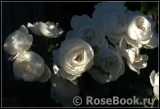 Uetersener Klosterrose Uetersener Klosterrose