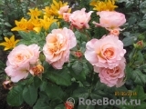 Augusta Luise Augusta Luise