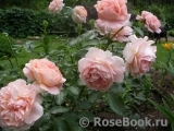 Sangerhauser Jubilaumsrose Sangerhauser Jubilaumsrose