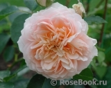 Ginger Syllabub Ginger Syllabub