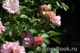 Marie-Victorin Marie-Victorin