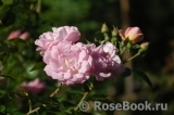 Marie-Victorin Marie-Victorin