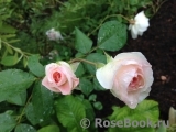 Morden Blush Morden Blush