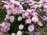 Heavenly Pink Heavenly Pink