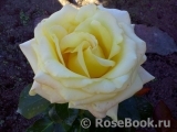 Wainwright Rose, The Wainwright Rose, The