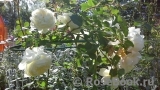 Crocus Rose® 