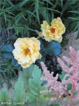 Amber Queen