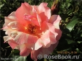 Sorbet Fruite Sorbet Fruite