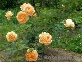 Lady of Shalott Lady of Shalott