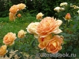 Lady of Shalott 