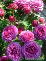 Heidi Klum Rose Heidi Klum Rose