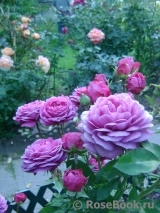 Heidi Klum Rose Heidi Klum Rose