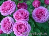 Heidi Klum Rose Heidi Klum Rose