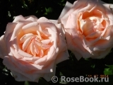 Bloom of Ruth Bloom of Ruth