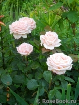 Bloom of Ruth Bloom of Ruth