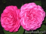 Gertrude Jekyll Gertrude Jekyll
