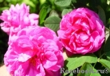 Marie Louise Marie Louise