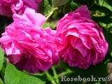 Marie Louise Marie Louise