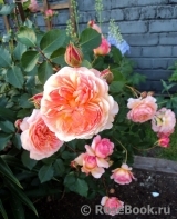 Rose de Gerberoy ® Rose de Gerberoy ®