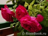 Johann Wolfgang von Goethe Rose® Johann Wolfgang von Goethe Rose®