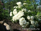 Schneewittchen Schneewittchen